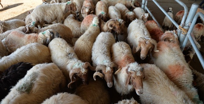 Diyanet açıkladı! 2018 kurbanlık fiyatları belli oldu