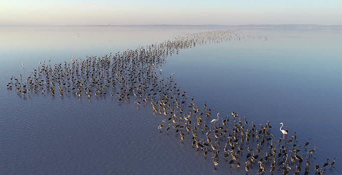 Tuz Gölü'nde flamingo şöleni
