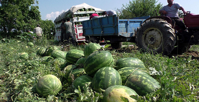 Karpuz bu yıl üreticisini güldürdü