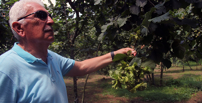 Fındık üreticisine hasat uyarısı
