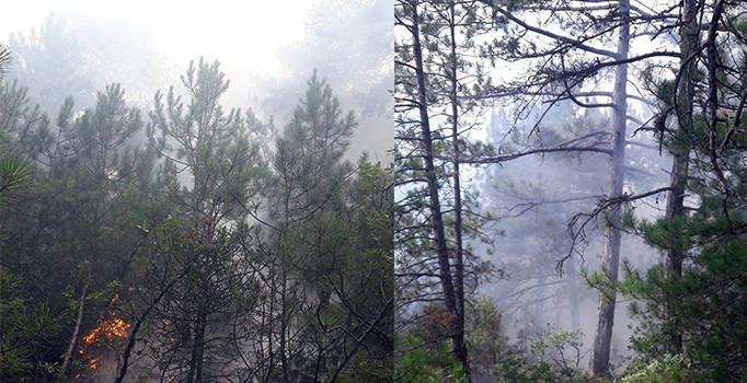 Kastamonu’da orman yangını