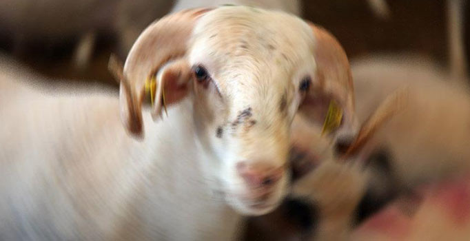 İran'da veba: 70 hayvan telef oldu