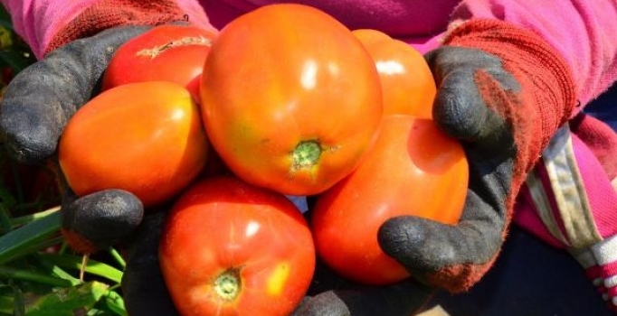 Domatesi virüs vurdu, fiyatlar yükseldi