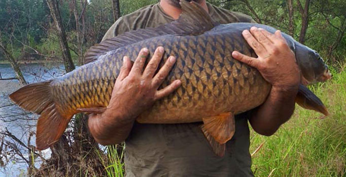 27 kiloluk sazan tuttu, gölete bıraktı