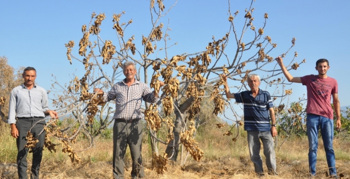 İncir üreticisi dertli