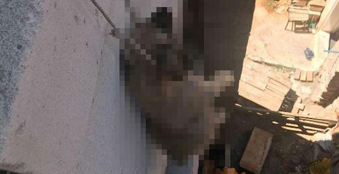 Yavru köpek inşaatın 3. katında asılı bulundu