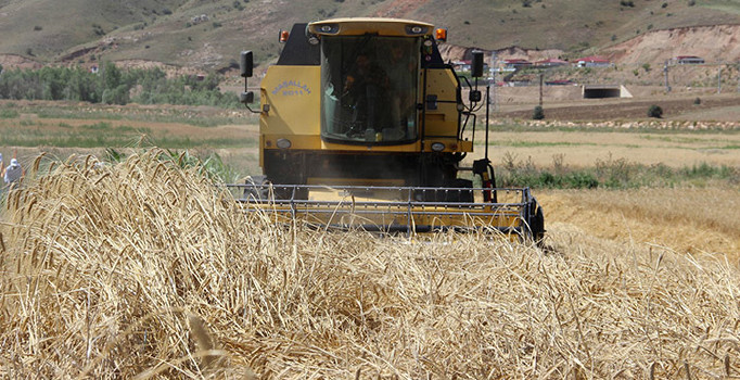 Türkiye’nin buğday ambarında hasat başladı