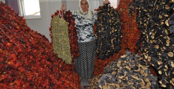 Patlıcanı kurutup, ihraç ediyorlar