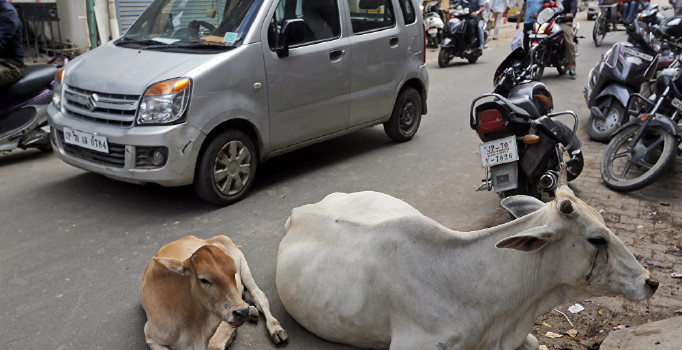 Hindistan'da bir Müslüman, inek yüzünden linç edilerek öldürüldü