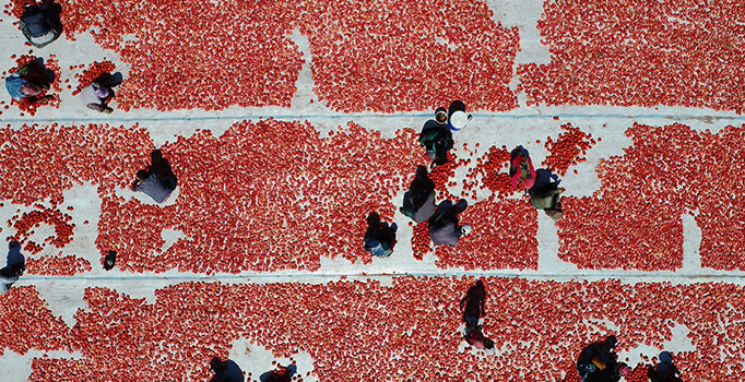 İzmir ovaları kırmızıya büründü