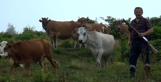 Trabzonlular sürülerini pompalı tüfekle koruyor