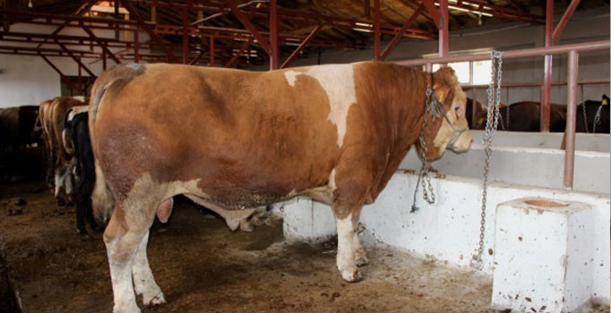 15 Temmuz doğumlu boğayı alana, yanında 3 boğa hediye