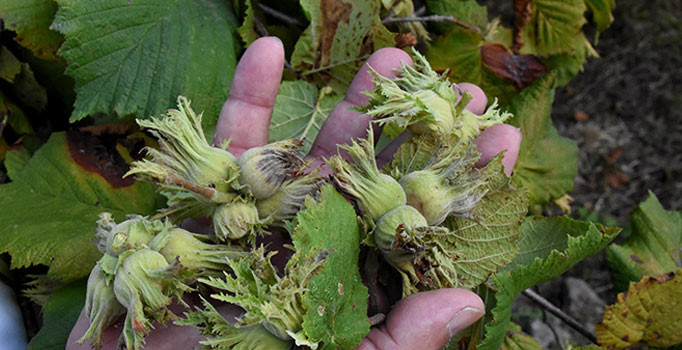 Fındık brandaları pazara indi