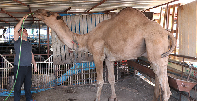 Otomobil fiyatına kurbanlık deve