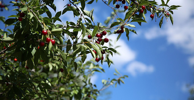 Bayburt’ta vişne hasadı başladı