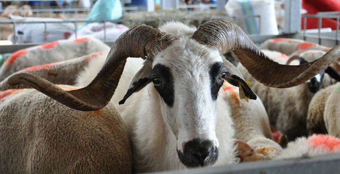 Beşir Derneği, Kurban Bayramı'na hazırlanıyor