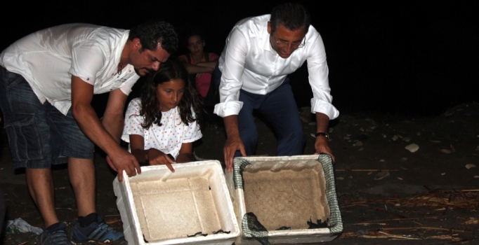 Yavru carettalar denizle buluştu