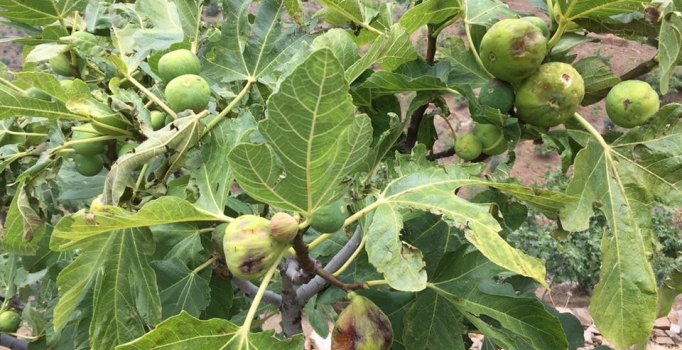 Tire'de incir bahçelerini dolu vurdu