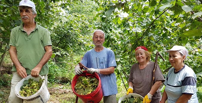 Fındık üreticisi 15 TL fiyat bekliyor