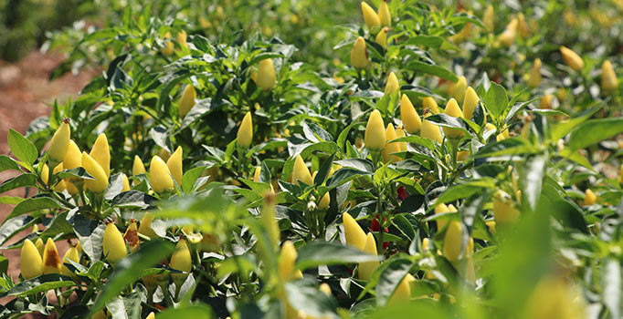 Kahramanmaraş’ta turşuluk biber üretimine başlandı