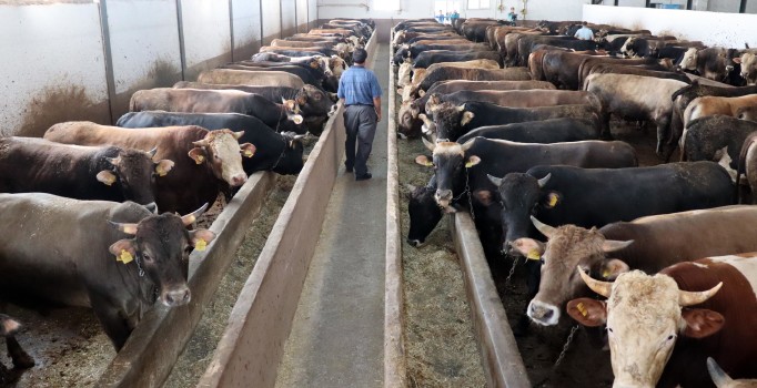 İstanbul'da kurban hareketliliği başladı; fiyatlarda yüzde 10 artış