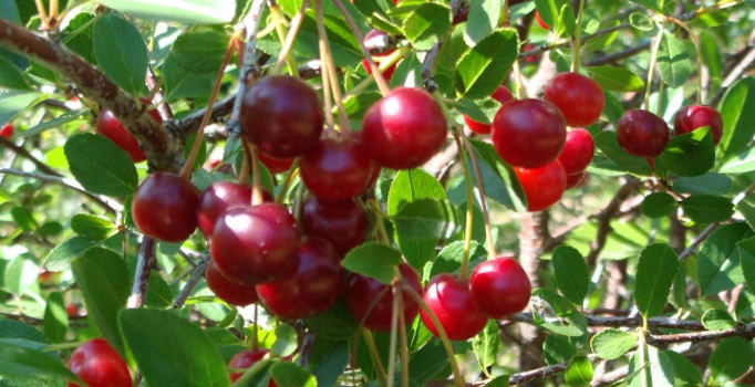 Kütahya Vişnesi coğrafi işaret alacak