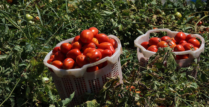 Temmuz ayının zam şampiyonu domates oldu