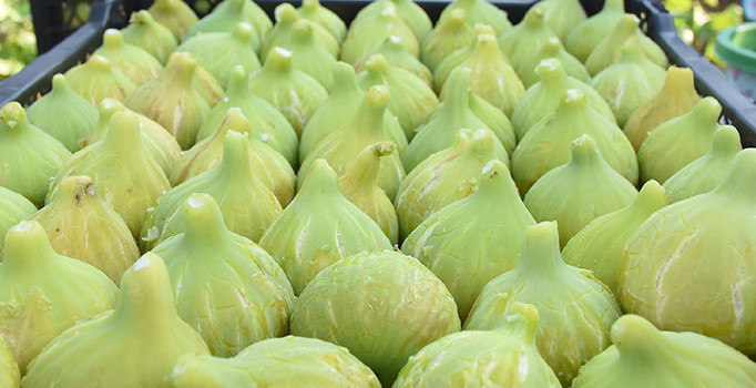 Mersin'de incir üreticisi rekolten umutlu