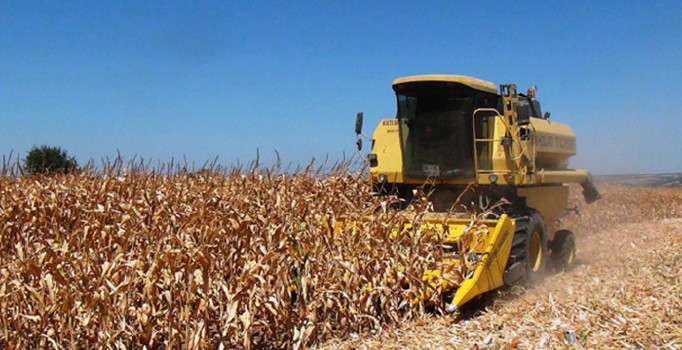 Çukurova'da mısır hasadına başlandı