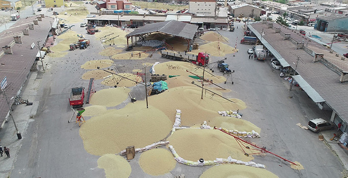 Sivas’ta buğday alımları başladı