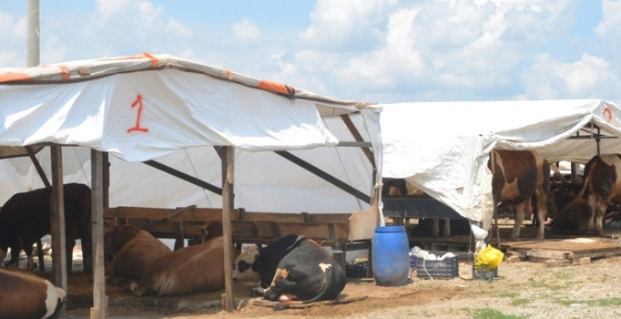 Dilovası hayvan pazarı Kurban Bayramına hazır