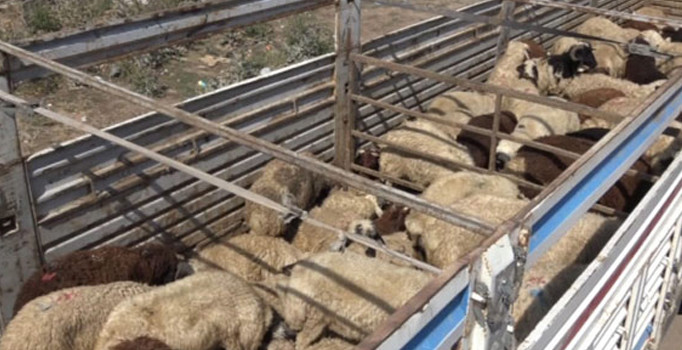 Kars’tan 80 ile kurban sevki yapılacak