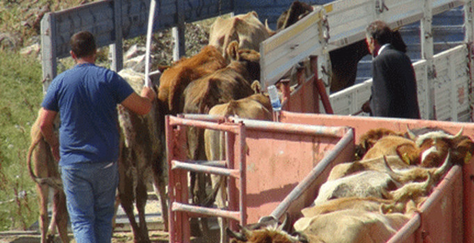 Sağlıksız kurbanlıklara geçit yok