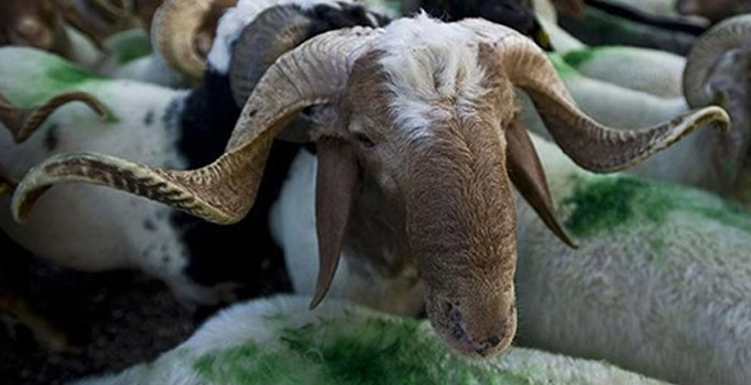 Vekaletle kesilen kurbanlık fiyatlarını açıkladı