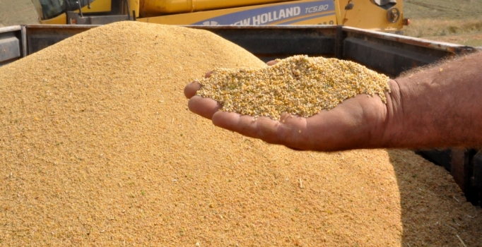 ‘Astronot gıdası’ olarak biliniyor...Tatvan'da ilk kinoa hasadı yapıldı