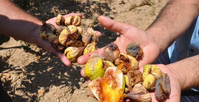 İnciri yağmur vurdu