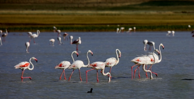 Van Gölü'nde flamingo şöleni