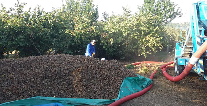 Düzce’de Fındık harmana indi