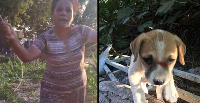 Yavru köpekleri odunla döven cani kadın gözaltına alındı