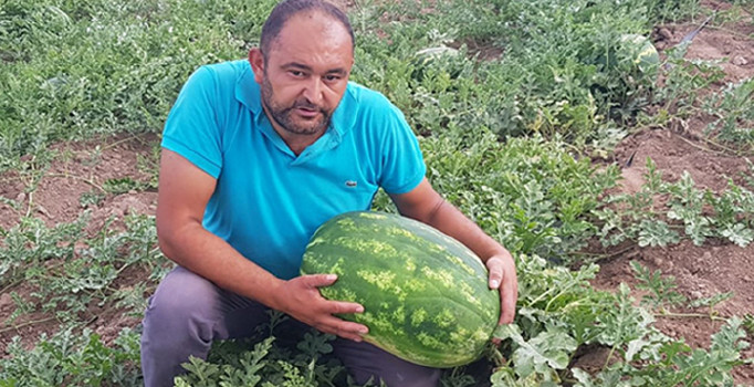 Tarlasında 30 kilogramlık karpuz yetiştirdi