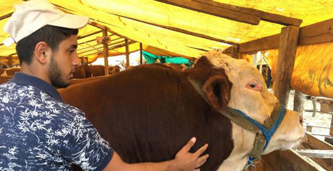 1,5 tonluk 'Pilot' adlı kurbanlık, 25 bin TL'den alıcı bekliyor