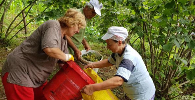 Bahçedeki fındık üreticisinin gözü kulağı TMO'da