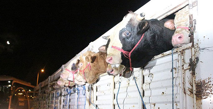 Kurbanlıklar İstanbul'a gelmeye başladı