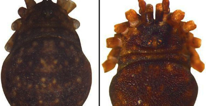 Dünyada ilk kez Kilis'te bulundu: İşte keşfedilen yeni örümcek türü