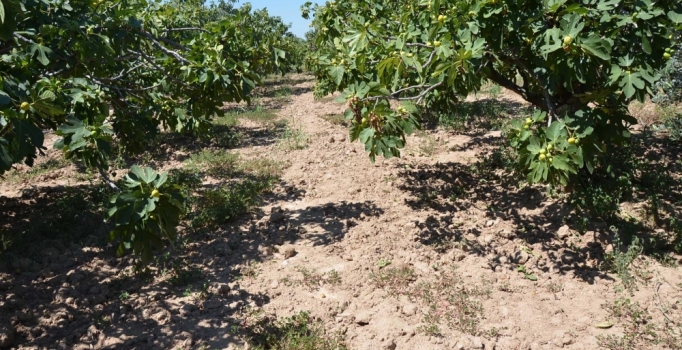 Aydın'da yağmur ve rüzgar inciri vurdu