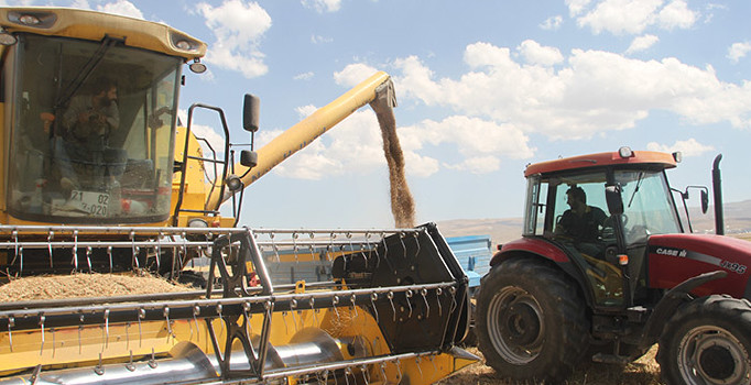 Muş'ta nohut hasadı başladı