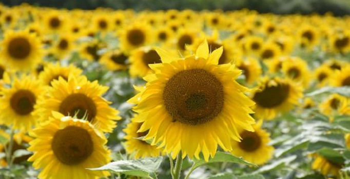 Buğdayda üzülen Trakya çiftçisinin yüzünü ayçiçeği güldürdü