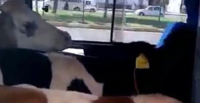 Adıyaman'da minibüsten 5 büyükbaş kurbanlık çıktı