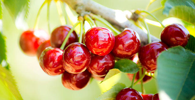 Kiraz ihracatı 161 milyon dolara ulaştı