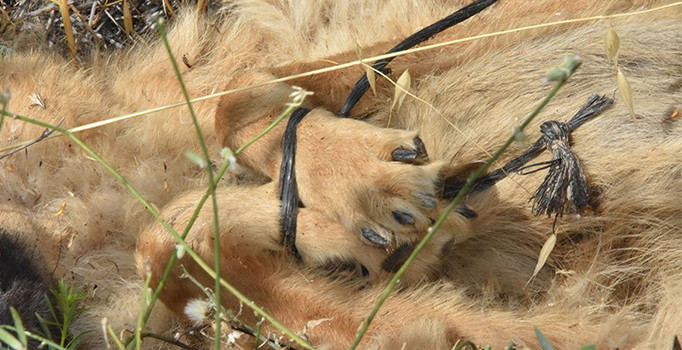 Konya'da yol kenarında ayakları bağlı köpek ölüsü bulundu